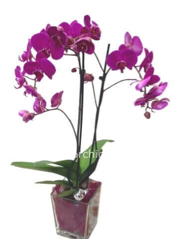 Pianta 2 rami Phalaenopsis